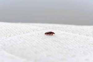 Four Telltale Signs You Have Bed Bugs In Your Home 