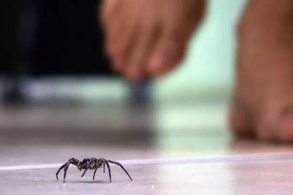 How Dangerous Are Spiders