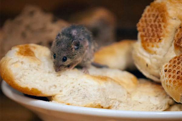 Tips on Keeping Rodents Away