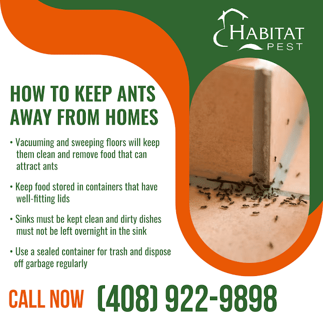 Ant Control In The Bay Area