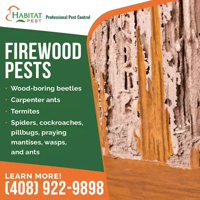 Avoiding Pest Infestation From Firewood