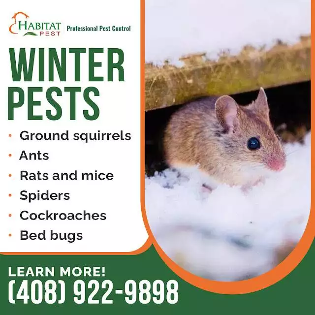 During Winter Is Pest Control Needed In California