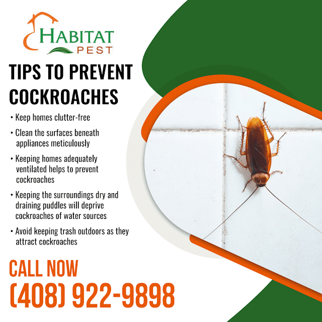 Keeping Cockroaches Away From Homes