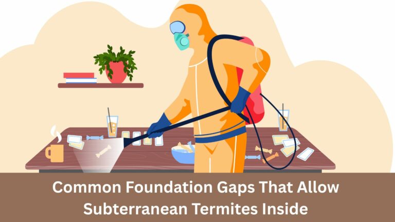 Termite treatment control in San Jose