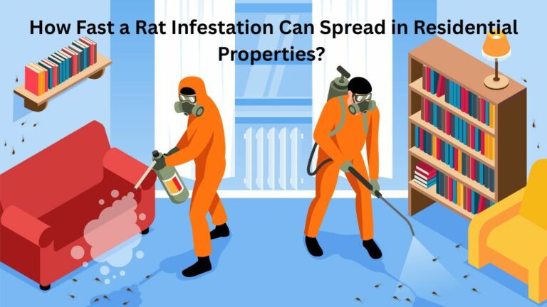 Rat Infestation Service