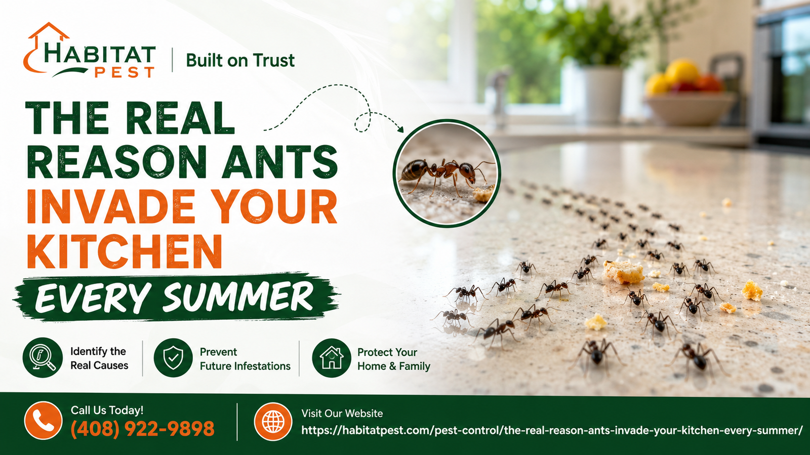 Ant removal in Saratoga